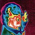 Thermographic heat image of woman (with cold nose)